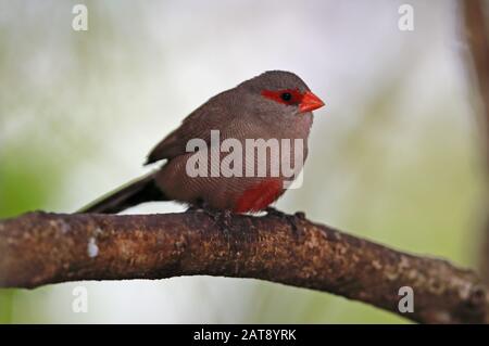 Comune Waxbill (Estrilda astrild) adulto arroccato sulla succursale Wilderness, Sud Africa novembre Foto Stock