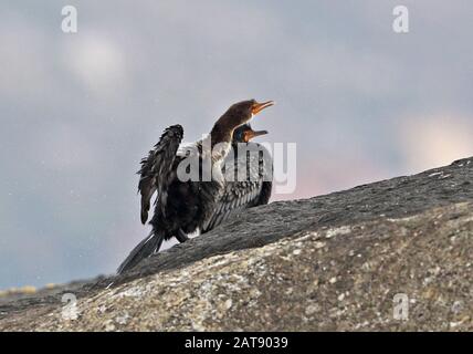 Coronato cormorano (Microcarbo coronatus) adulto e giovanile su Rock Western Cape, Sud Africa Novembre Foto Stock