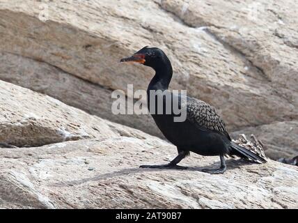 Coronato Cormorant (Microcarbo coronatus) adulto a piedi su Rock Western Cape, Sud Africa Novembre Foto Stock
