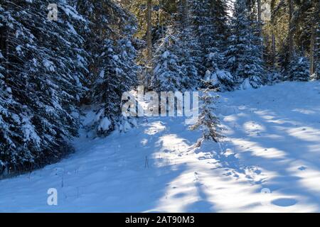 Inverno foresta di alberi di spruces in luce del sole. Calme scena di wintry mattina con neve fresca a Pokljuka, Slovenia Foto Stock