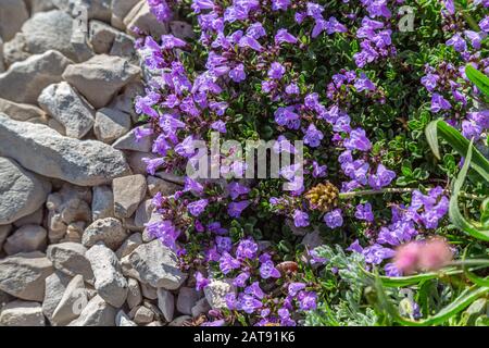 Cespuglio fiorente di timo selvatico, il Thymus serpyllum, una delle specie di timo più diffuse, utilizzato per scopi culinari e medicinali.Abruzzo. Italia Foto Stock