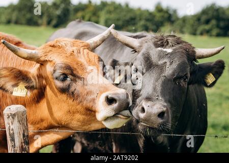 Gruppo di mucche al pascolo su un prato verde. Le mucche pascolano in azienda Foto Stock