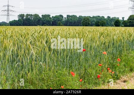 Il papavero cresce nei pressi di un campo di orzo. Papaveri sullo sfondo di un campo di orzo. Foto Stock