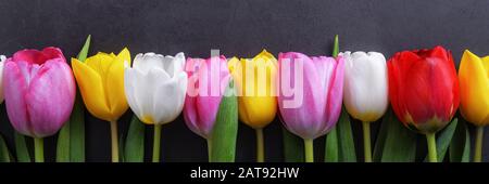 Tulipani multicolore in fila contro una parete di stucco grigio scuro Foto Stock