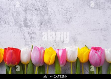 Tulipani multicolore in fila contro una parete di stucco grigio chiaro Foto Stock