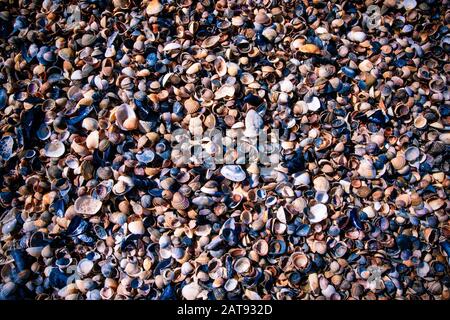 Conchiglie come sfondo, mare raccolta di conchiglie Foto Stock