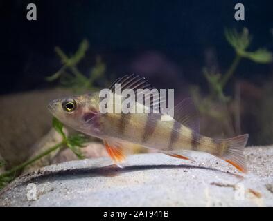 European Perch, Perca fluviatilis, piccola piscina di persch, Nottingham, gennaio Foto Stock