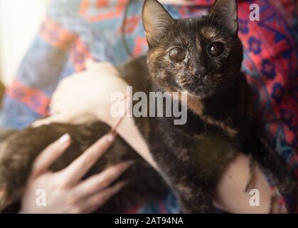 gatto nero cieco con occhi neri nelle braccia Foto Stock