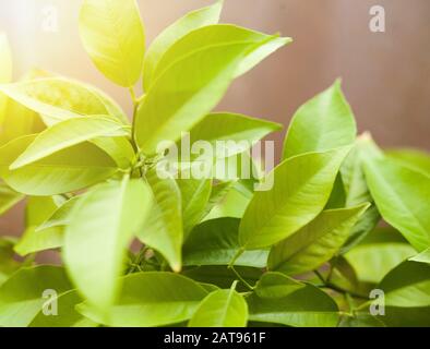 albero di mandarino a casa in condizioni di sole Foto Stock