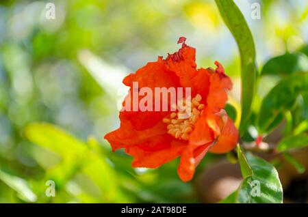 Aperto Pomegranate Blossom Foto Stock