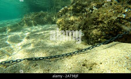 Foto di rocce, sabbia e pietre sott'acqua. Il bel fondo sabbioso e roccioso del mare. Foto Stock