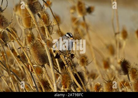 Sparrow appollaiato nella bellezza stagionale dorata del Sacramento National Wildlife Refuge in California Foto Stock