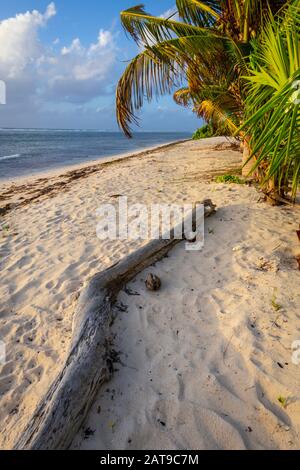 Palme, spiaggia e solitudine, Grand Cayman Island Foto Stock