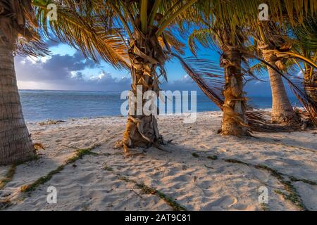Palme, spiaggia, alba e solitudine, Grand Cayman Island Foto Stock