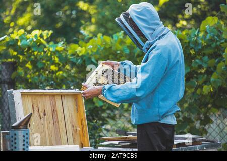 l'apicoltore ispeziona la cornice con le cellule della regina su apiary in sera in raggi di sole di impostazione. Grande apiary in giardino. Alveari sullo sfondo di alberi in aneto Foto Stock