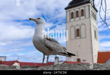 Seagull su una soletta di calcestruzzo sullo sfondo della città vecchia di Tallinn Foto Stock