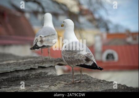 Seagull su una soletta di calcestruzzo sullo sfondo della città vecchia di Tallinn Foto Stock