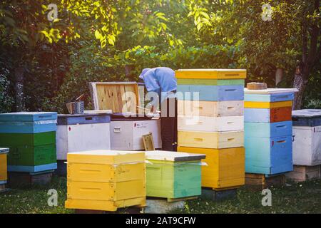 l'apicoltore ispeziona la cornice con le cellule della regina su apiary in sera in raggi di sole di impostazione. Grande apiary in giardino. Alveari sullo sfondo di alberi in aneto Foto Stock