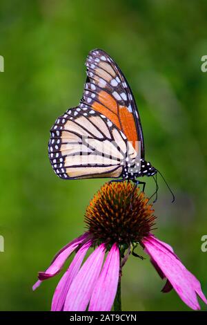 Monarch farfalla alimentazione su viola Coneflower Foto Stock