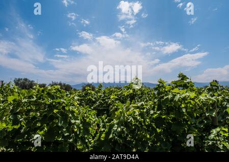 Splendida vista su una piantagione di viti con uva e le Ande sullo sfondo. Mendoza, Argentina. Foto Stock