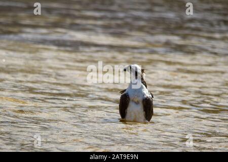 Osprey in acque poco profonde. Foto Stock