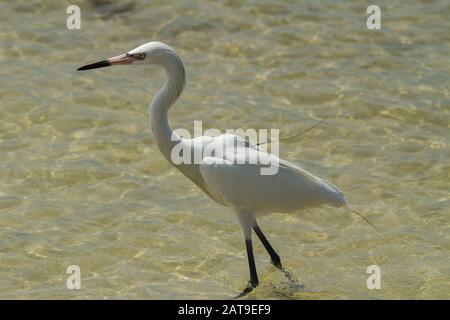 Morfo bianco di un'egretta rossastra. Foto Stock