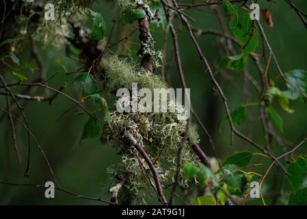 Primo piano delle specie Lichen Usnea o Old Man's Beard o Beard Lichen o Tree Moss a Inverness-shire Scotland UK Foto Stock