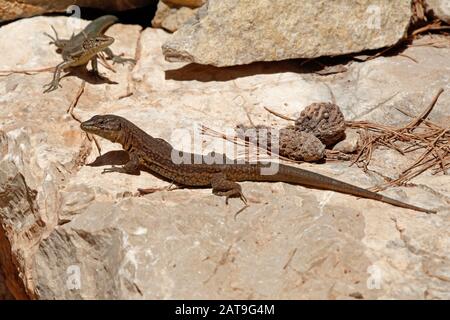 La lucertola di Lilford (Podarcis lilfordi) è una specie di lucertola della famiglia Lacertidae. La specie è endemica delle Isole Baleari, Spagna. Foto Stock