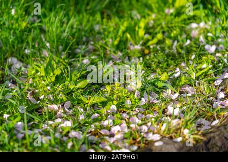Cadere Sakura fiori di ciliegio petali cadere sul terreno, bellezza primavera paesaggio vista Foto Stock