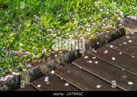Cadere Sakura fiori di ciliegio petali cadere sul terreno, bellezza primavera paesaggio vista Foto Stock