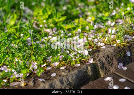 Cadere Sakura fiori di ciliegio petali cadere sul terreno, bellezza primavera paesaggio vista Foto Stock