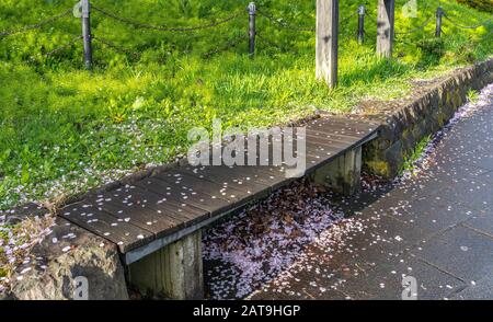 Cadere Sakura fiori di ciliegio petali cadere sul terreno, bellezza primavera paesaggio vista Foto Stock