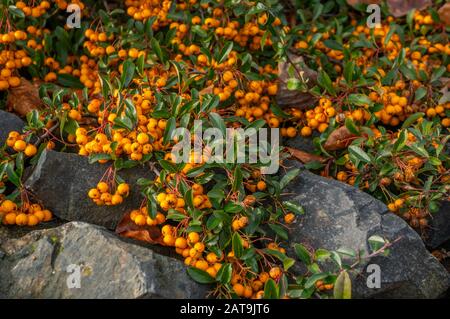 Primo piano di grappolo di piccole bacche arancioni che crescono su rocce grigio scuro. Colori vivaci nella stagione autunnale presso i giardini botanici, Praga, Troja Foto Stock