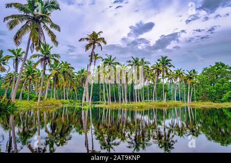 Palme da cocco nelle acque retroriflettente del Kerala, India, con la sua riflessione in acqua. Foto Stock