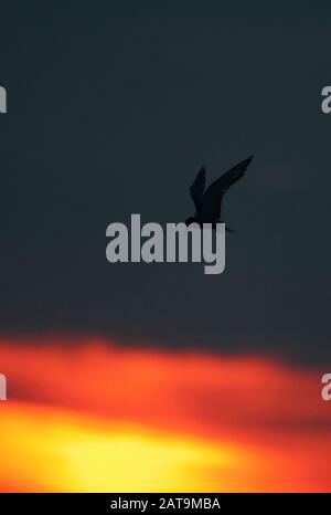 Silhouette drammatica di una comune tern che si libra contro il cielo del tramonto Foto Stock