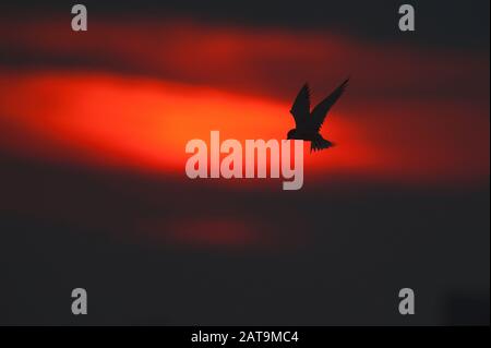 Silhouette drammatica di una comune tern che si libra contro il tramonto cielo rosso Foto Stock