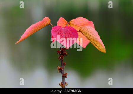 Foglie di autunno close up Foto Stock