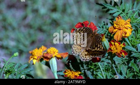 Una bella grande farfalla fritillary impollinate un marigold in un giardino Missouri. Effetto bokeh. Foto Stock