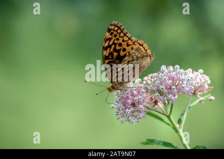 Un fiore di erbaccia di latte attrae una farfalla fritillary grande spangled dove impollinazione ha luogo nel corso della natura. Bella bokeh sfondo. Foto Stock