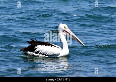 Pelican Foto Stock