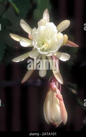 EPIPHYLLUM LAUI È UN CACTUS NATIVO DEL MESSICO MOSTRATO QUI IN PIENO FIORE. COMUNEMENTE NOTO COME LAUS ORCHID CACTUS O CACTUS IN FIORE NOTTURNO. AUSTRALIA. Foto Stock