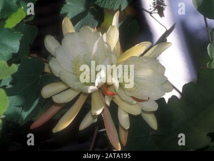 FIORE ORCHIDEA CACTUS (EPIPHYLLUM LAUI) ANCHE CHIAMATO ARRAMPICATA O CACTUS FOGLIA. Foto Stock