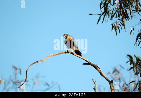 La Australian hobby (Falco longipennis), noto anche come il piccolo falcon, è uno dei sei membri australiano della famiglia Falconidae. Foto Stock