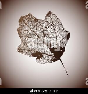 Vettore Aspen Leaf struttura scheletri con vene Illustrazione Vettoriale