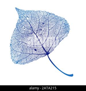 Vettore Pioppo struttura scheletri a foglia con vene Illustrazione Vettoriale