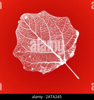 Vettore Aspen Leaf struttura scheletri con vene Illustrazione Vettoriale