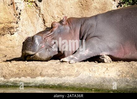 Closeup di un Hippopotamus dormiente che si rilassa al sole Foto Stock