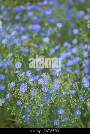 Bellissimi fiori blu di olio di lino su un campo di fattoria Foto Stock