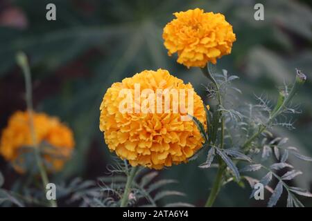 Agricoltura fiore marigold in campo agricolo a Jaipur Foto Stock