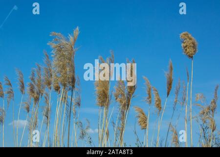 Gruppo di canne comuni cosmopolite su sfondo blu cielo, phragmites australis sulla strada, Bulgaria. Steli alti Foto Stock